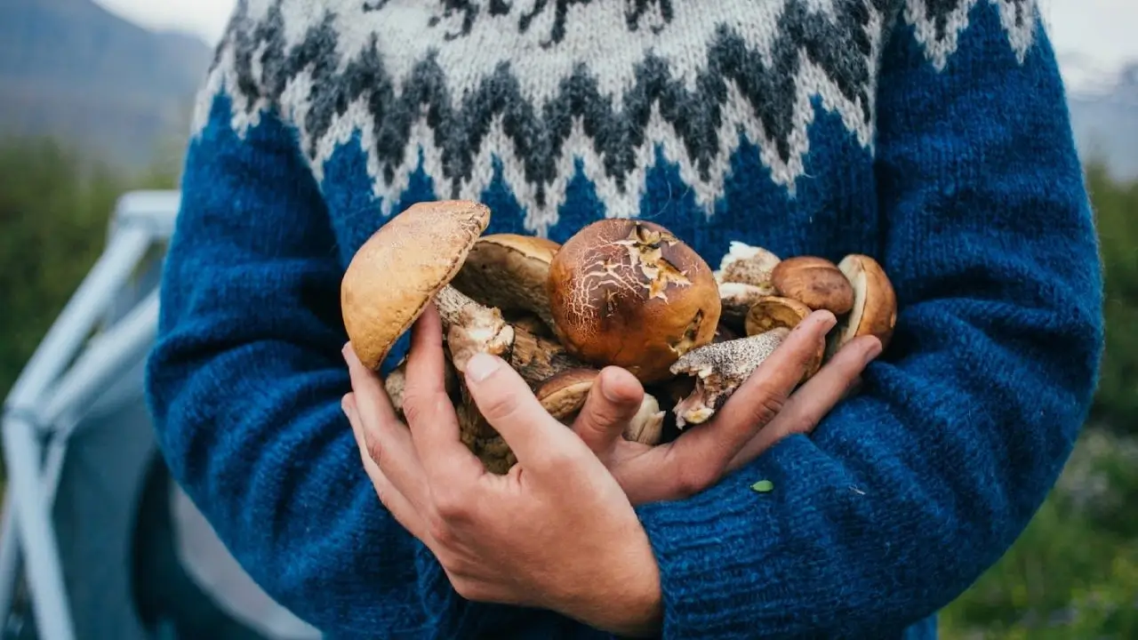 setas se pueden recolectar